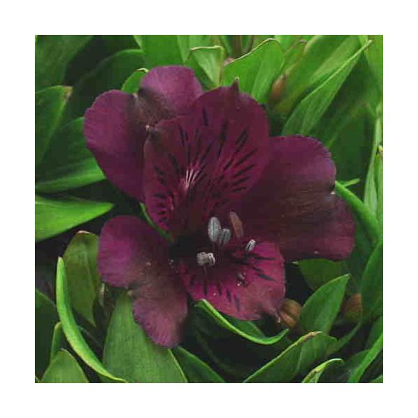 花 アルストロメリア 鉢植え 紫色 花付き 籐かご付き 母の日や誕生日プレゼントに長く鑑賞できる花鉢ギフト Buyee Buyee 日本の通販商品 オークションの代理入札 代理購入