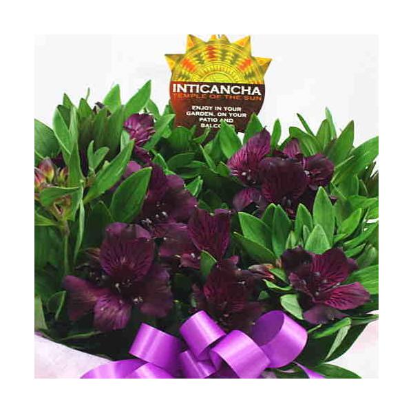 花 アルストロメリア 鉢植え 紫色 花付き 籐かご付き 母の日や誕生日プレゼントに長く鑑賞できる花鉢ギフト Buyee Buyee 日本の通販商品 オークションの代理入札 代理購入