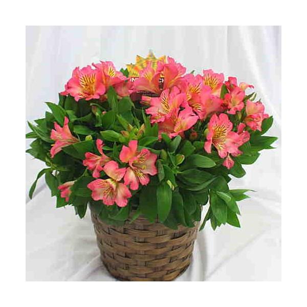 花 アルストロメリア 鉢植え ピンク色系 花付き 籐かご付き 母の日や誕生日プレゼントに長く鑑賞できる花鉢ギフト Buyee Buyee 日本の通販商品 オークションの代理入札 代理購入