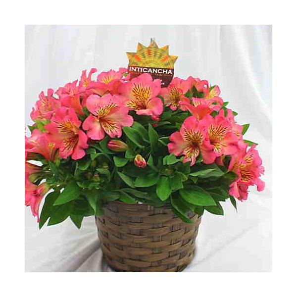 花 アルストロメリア 鉢植え ピンク色系 花付き 籐かご付き 母の日や誕生日プレゼントに長く鑑賞できる花鉢ギフト Buyee Buyee 日本の通販商品 オークションの代理入札 代理購入