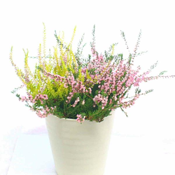 カルーナ ブルガリス ノーザンライト 5号鉢植え 色ミックス 自宅用に Buyee Buyee 日本の通販商品 オークションの代理入札 代理購入