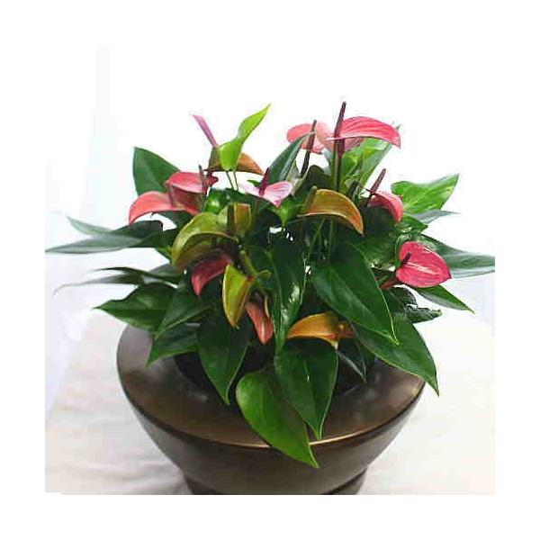 アンスリューム アンスリウム ピンク色 観葉植物 お中元 花ギフト Buyee Buyee Japanese Proxy Service Buy From Japan Bot Online