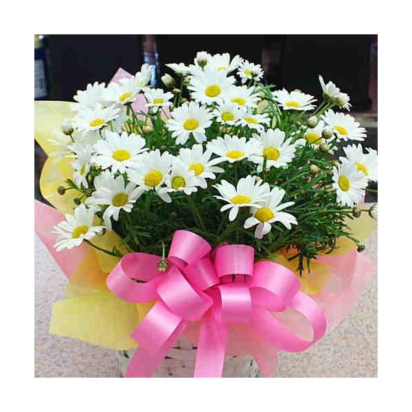 マーガレット鉢植え 白色 5号棟かご付き 誕生日プレゼントやホワイトデーのお返しにおすすめの恋の花ギフト Buyee Buyee 提供一站式最全面最專業現地yahoo Japan拍賣代bid代拍代購服務 Bot Online