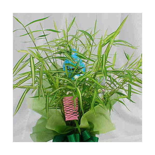 笹 ササ 竹 鉢植え 七夕に飾る小さめのサイズ 50cm Buyee Buyee 日本の通販商品 オークションの代理入札 代理購入