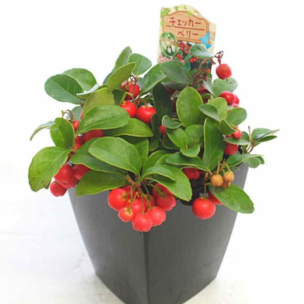赤い実のチェッカーベリー鉢植え 自宅用に Buyee Buyee Japanese Proxy Service Buy From Japan Bot Online