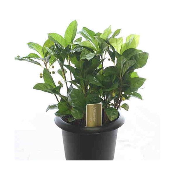 ヤブコウジ（十両）鉢植え【縁起招木】古典園芸植物 : クロスリー