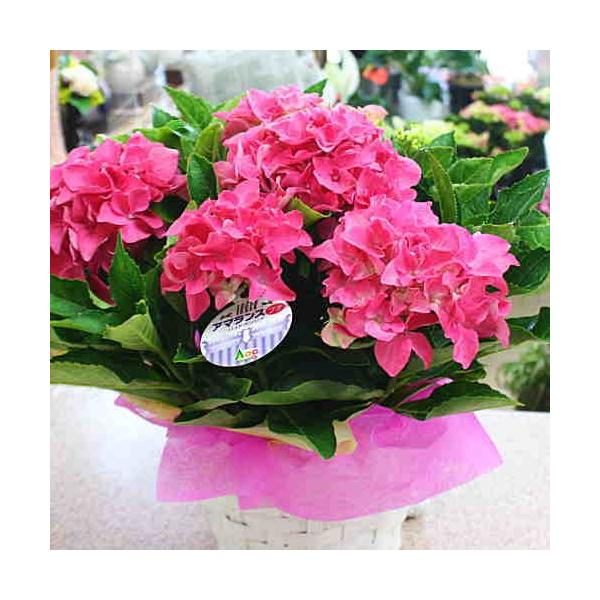 アジサイ 紫陽花 あじさい アマランスプチ 5号鉢植え ピンク色 籐かご付き 花ギフト Buyee 日本代购平台 产品购物网站大全 Buyee一站式代购 Bot Online