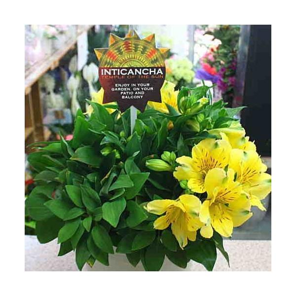 花 アルストロメリア 鉢植え 黄色系（花付き）籐かご付き 母の日や誕生