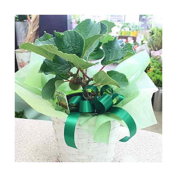 キウイ鉢植え 実付き 果樹 5号サイズ 父の日のプレゼント Buyee Buyee บร การต วกลางจากญ ป น ซ อจากประเทศญ ป น