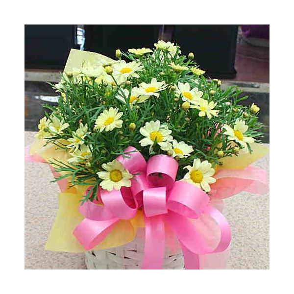 マーガレット鉢植え 黄色 5号棟かご付き 誕生日プレゼントにおすすめの恋の花ギフト Buyee Buyee Japanischer Proxy Service Kaufen Sie Aus Japan