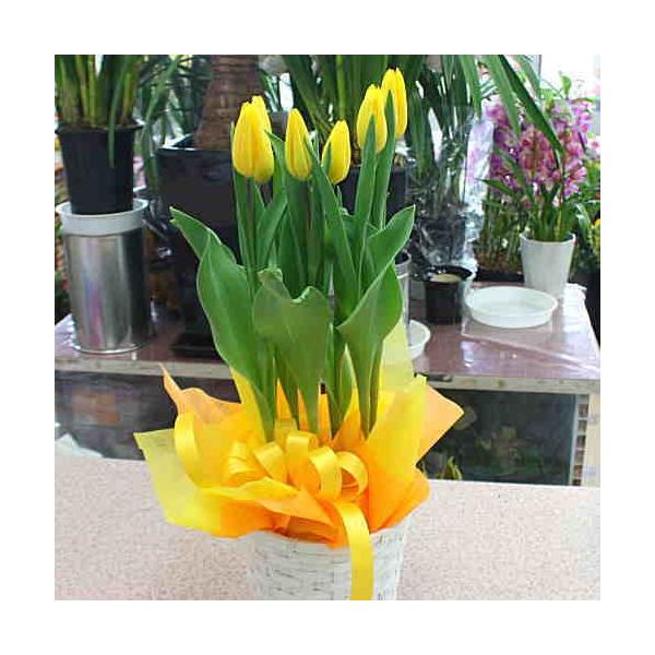 チューリップ鉢植え 黄色系おまかせ 5号鉢植え かご付きでお届け Buyee Buyee 日本の通販商品 オークションの代理入札 代理購入
