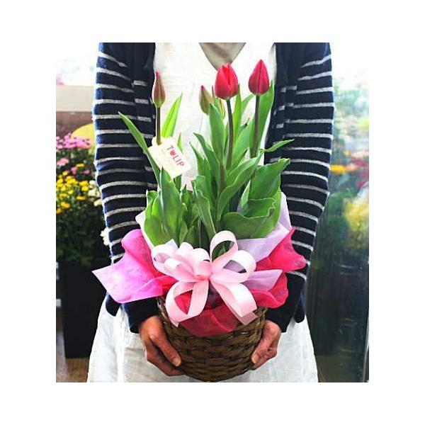 チューリップ 赤色 生花 鉢植え 籐かご付き Buyee Buyee 日本の通販商品 オークションの代理入札 代理購入