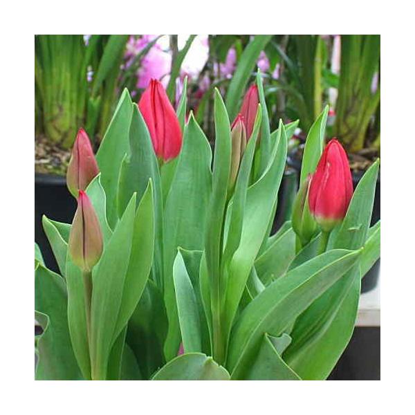 チューリップ 赤色 生花 鉢植え 籐かご付き Buyee Buyee 日本の通販商品 オークションの代理入札 代理購入