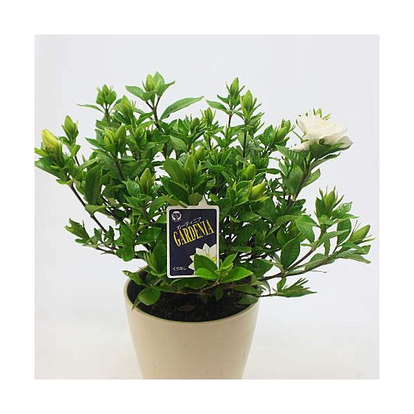 ガーデニア 中型鉢 白い花 植物（花苗・植物）をホワイト系の色から選ぶ｜ネット通販ショップ～風