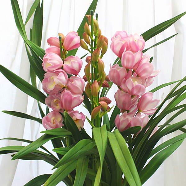 シンビジューム鉢植え ピンク色 3~4本立て お祝い・昇進昇格などの花