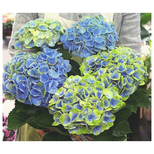 あじさい 鉢植え ブルー・パープル 色の変わる「マジカルアメジスト」5