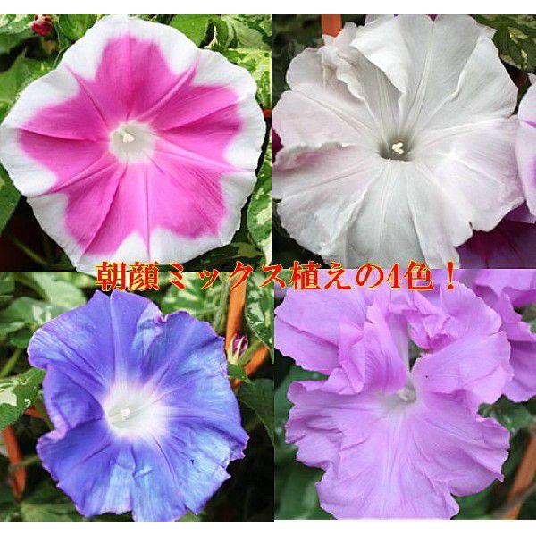 あさがお 朝顔 アサガオ 鉢植え 行灯仕立て ミックス植え Buyee Buyee 日本の通販商品 オークションの代理入札 代理購入