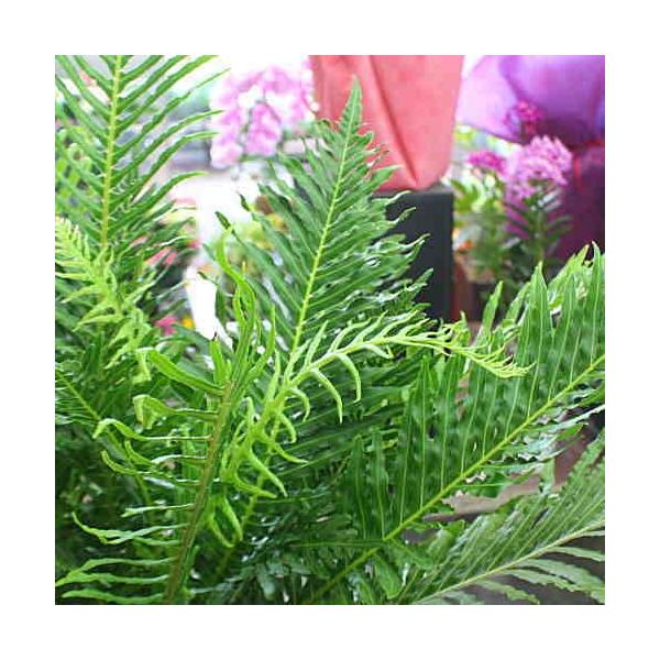 観葉植物 西洋シダ植物 ブレクナム ロマリア 7号鉢植え 80サイズ Buyee Buyee 일본 통신 판매 상품 옥션의 대리 입찰 대리 구매 서비스