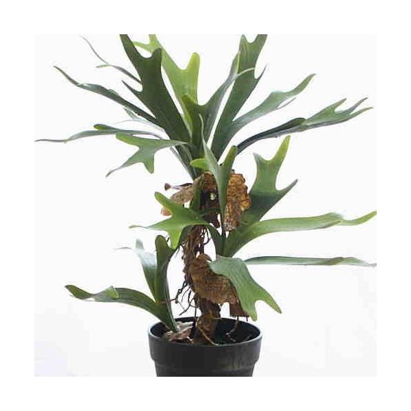 rJNV_iREjA lHϗtAiԁj