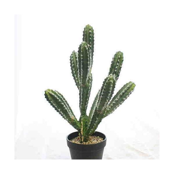 [tHrAiOGltBJjA lHϗtAiԁjA T{e