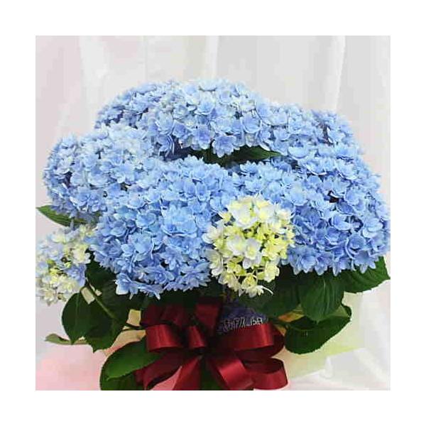 あじさい 青色 ブルー 5号 鉢植え ごきげんよう 籐かご付き Buyee Buyee 提供一站式最全面最专业现地yahoo Japan拍卖代bid代拍代购服务 Bot Online