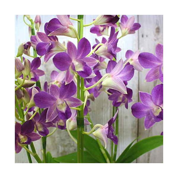 デンファレ鉢植え 青紫色 ブルー パープル 5本立て お祝い 誕生日プレゼント 開店 開業 開院 オープン祝いに豪華な蘭の花 Buyee Buyee Japanese Proxy Service Buy From Japan Bot Online