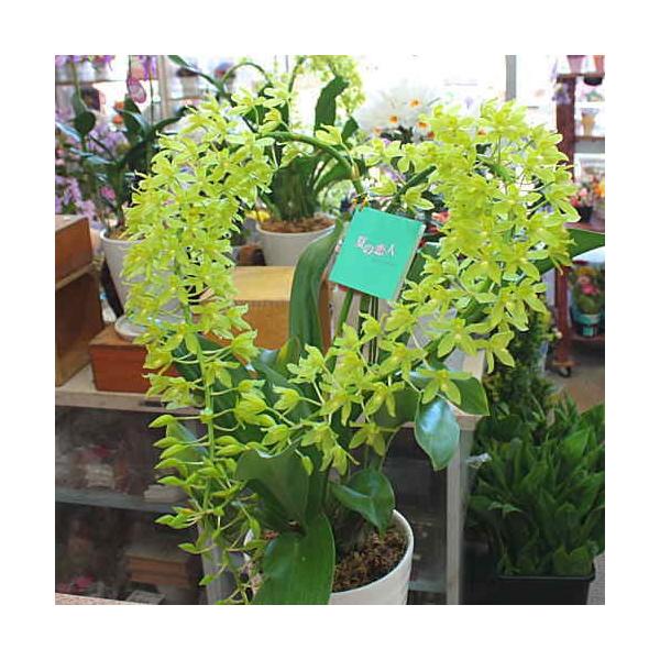 グラマトフィラム ハート型 夏の恋人 珍しい色の蘭の花 陶器鉢植え Buyee Buyee Japanese Proxy Service Buy From Japan Bot Online