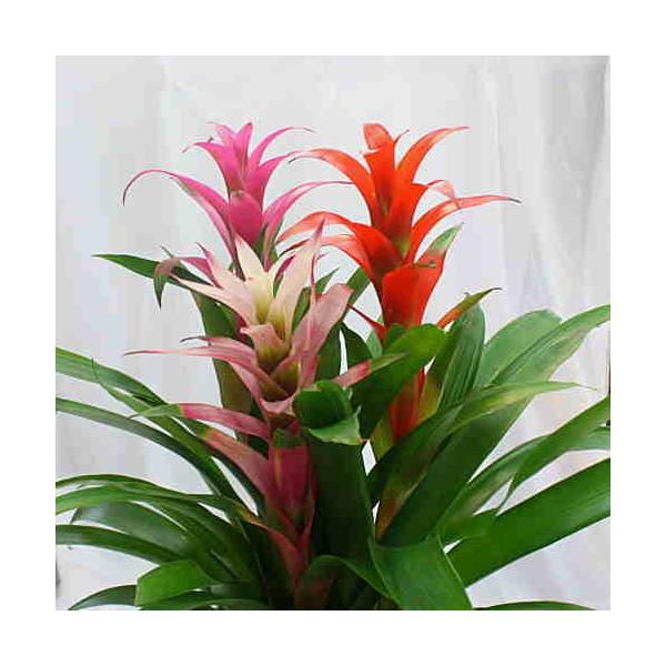 観葉植物 グズマニア アナナス 花色おまかせミックス 3本立ち 誕生日プレゼント お中元 花 ギフト Buyee Buyee 日本の通販商品 オークションの代理入札 代理購入