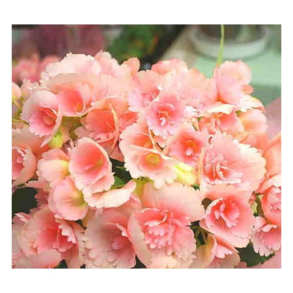 贈る鉢植え 花ギフト リーガースベゴニア ピンク色 5号かご付き 誕生日プレゼントやお祝い花ギフト Buyee Buyee 提供一站式最全面最专业现地yahoo Japan拍卖代bid代拍代购服务 Bot Online