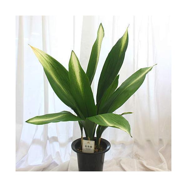 サイズ　高さ 約70センチ 　5.5号 プラスチック鉢※画像のように葉先が若干変色している場合や、葉に穴が空いている場合がございますのでご了承ください。※植物には個体差がございます。葉の色合いや大きさ、バランスなどそれぞれ違いがございます。...