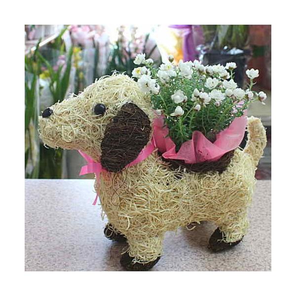 ヘリクリサム鉢植え 花かんざし 鉢植え お洒落なワンチャンバスケット付きでお届け Buyee Buyee 提供一站式最全面最專業現地yahoo Japan拍賣代bid代拍代購服務 Bot Online