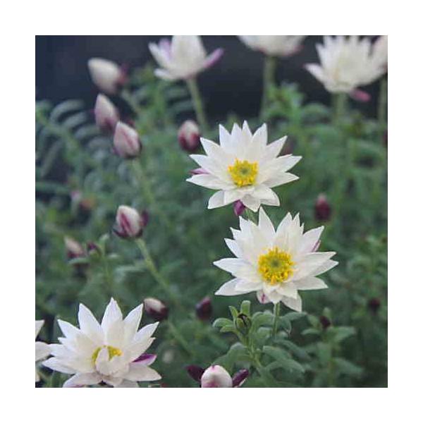 ヘリクリサム鉢植え 花かんざし 鉢植え お洒落なワンチャンバスケット付きでお届け Buyee Buyee 日本の通販商品 オークションの代理入札 代理購入