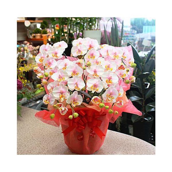 Ӓ ~fBn WsNF 5{ā@G}HiԁjSTCY