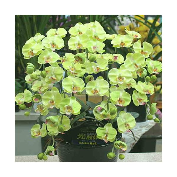 Ӓ ~fBn ΐFiO[j5{ G}HiԁjSTCY