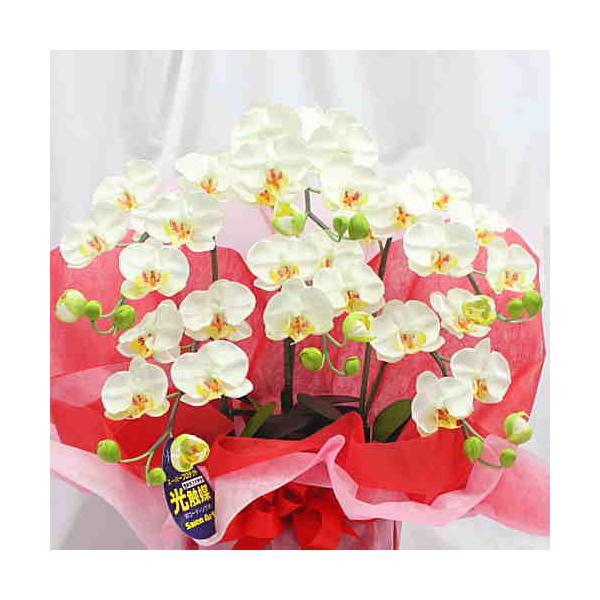 Ӓ ~fBn 3{ F G}HyԁzSTCY