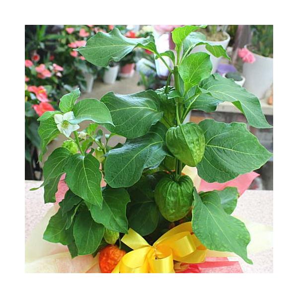 ほおずき 鬼灯 鉢植え ホオズキ5号かご付き 夏におすすめの花鉢 Buyee Buyee Japanese Proxy Service Buy From Japan Bot Online