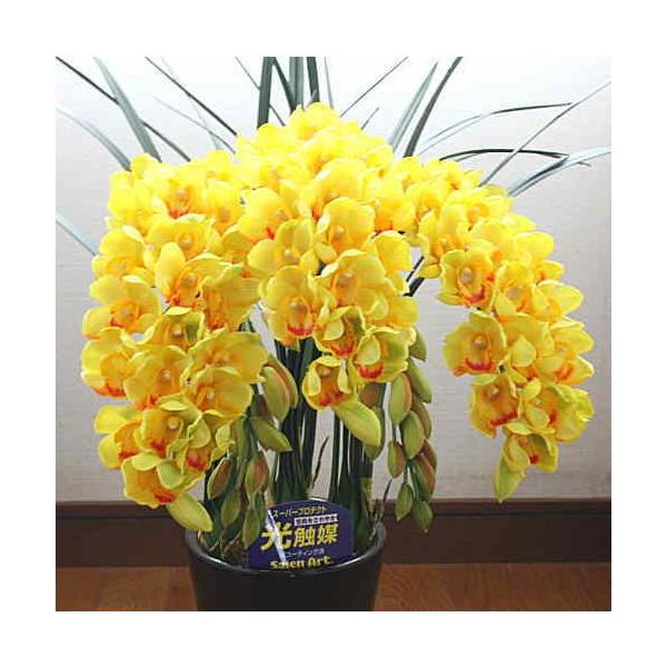 VsW[ A F 5{ MTCY G}H {ȑ