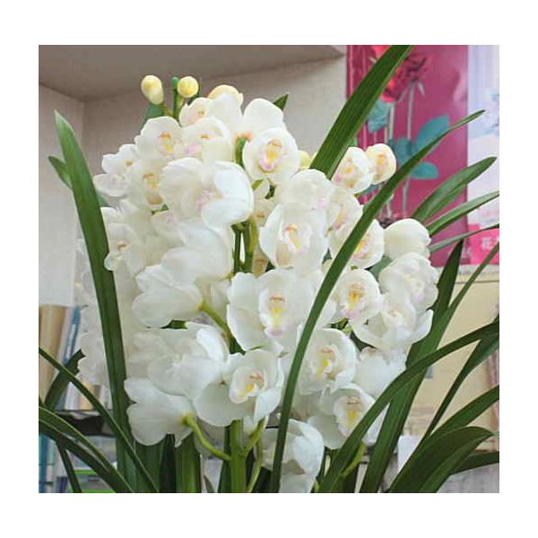 VrW[ A@n3{ā@jɍ؂ȗ̉ԃMtg