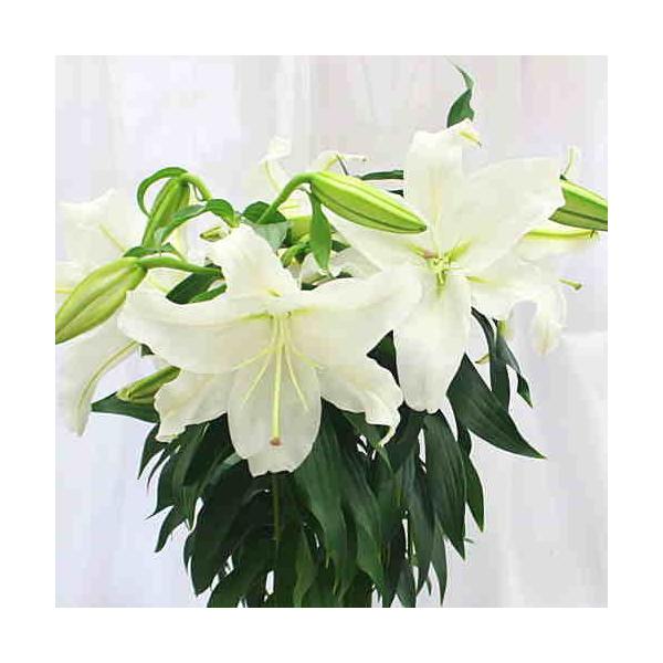 カサブランカ 鉢植え 花 蕾 付き 大きな白い花と香りを楽しんで下さい 誕生日プレゼントや花ギフト 期間限定 Buyee 日本代购平台 产品购物网站大全 Buyee一站式代购 Bot Online