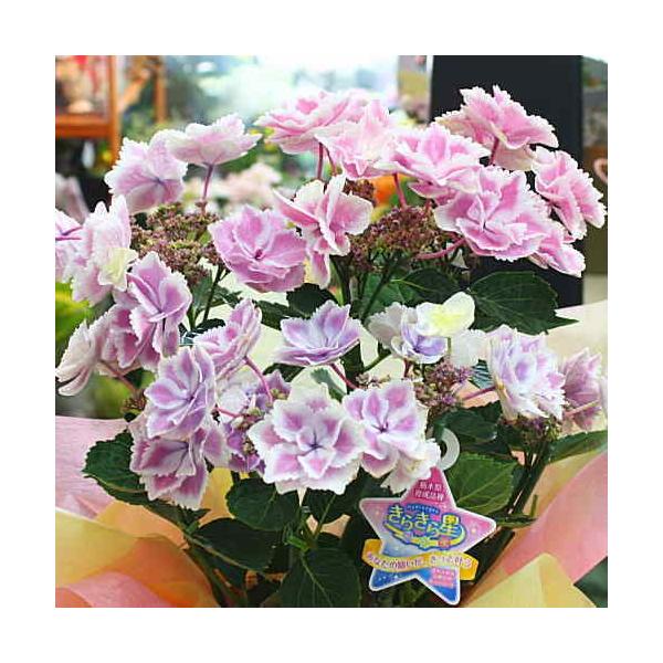 紫陽花　きらきら星　星の桜　母の日ピック付き 母の日♡紫陽花♡きらきら星♡ラッピング♡ギフト♡5号鉢