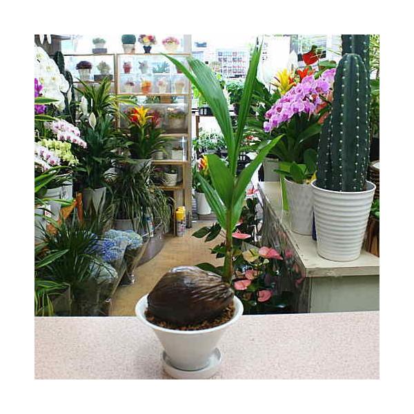 観葉植物 ココヤシ ヤシの実付き 陶器鉢植え インテリアグリーン Buyee Buyee 提供一站式最全面最專業現地yahoo Japan拍賣代bid代拍代購服務 Bot Online