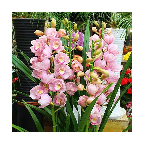 シンビジウム 4鉢 セット　ピンクとホワイト　ラッピング無料 シンビジウム 4鉢 セット ピンクとホワイト ラッピング無料 楽天市場