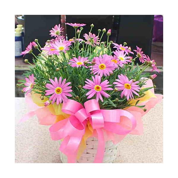 マーガレット鉢植え ピンク色 籐かご付き 誕生日プレゼントや送別などの花ギフト Buyee 日本代购平台 产品购物网站大全 Buyee一站式代购 Bot Online