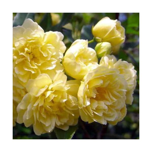 モッコウバラ 黄花鉢植え 常緑性のとげなしつるばらアーチ仕立て かご付きラッピング付きでお届け Buyee Buyee 日本の通販商品 オークションの代理入札 代理購入