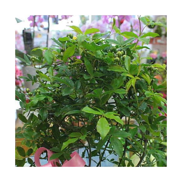 モッコウバラ 黄花鉢植え 常緑性のとげなしつるばらアーチ仕立て かご付きラッピング付きでお届け Buyee Buyee Japanese Proxy Service Buy From Japan Bot Online