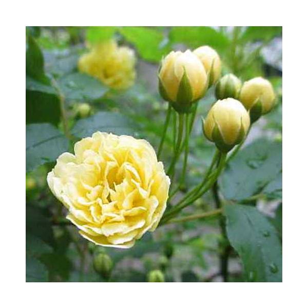 モッコウバラ 黄花鉢植え 常緑性のとげなしつるばらアーチ仕立て かご付きラッピング付きでお届け Buyee Buyee Japanese Proxy Service Buy From Japan Bot Online