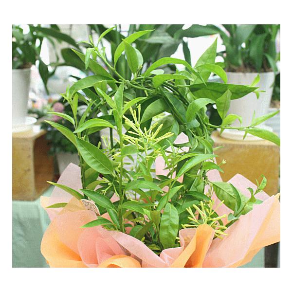 夜香木 ヤコウボク ナイトジャスミン 鉢植え 籐かご付き Naitojyasuminn クロスリースタイル 通販 Yahoo ショッピング