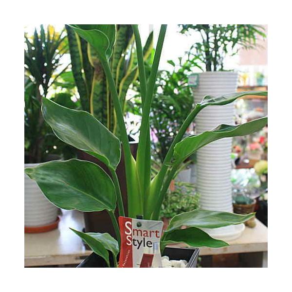 観葉植物 オーガスタ ストレチア 大きな葉っぱがお洒落 6号鉢植え 80サイズ Buyee Buyee Japanese Proxy Service Buy From Japan Bot Online