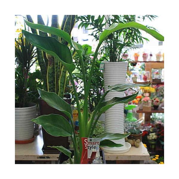 観葉植物 オーガスタ ストレチア 大きな葉っぱがお洒落 6号鉢植え 80サイズ Buyee 日本代购平台 产品购物网站大全 Buyee一站式代购 Bot Online