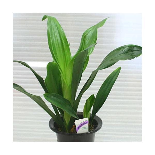 オモト 万年青 有田のおもと 宗石 5 5号鉢植え Buyee Buyee Japanese Proxy Service Buy From Japan Bot Online